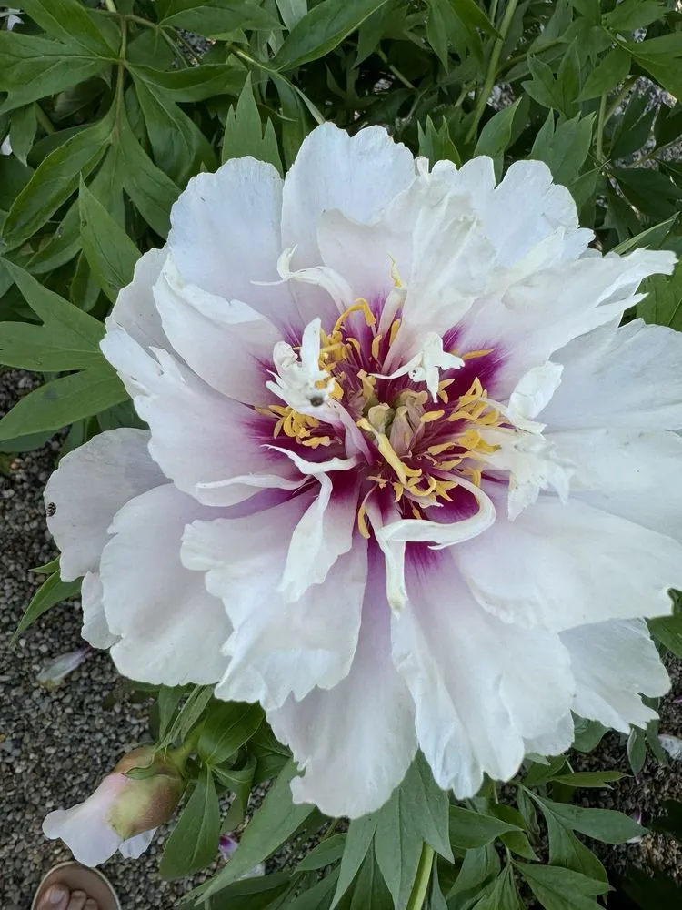 Top-rated outdoor landscaping in Avon, IN by Avon Gardens