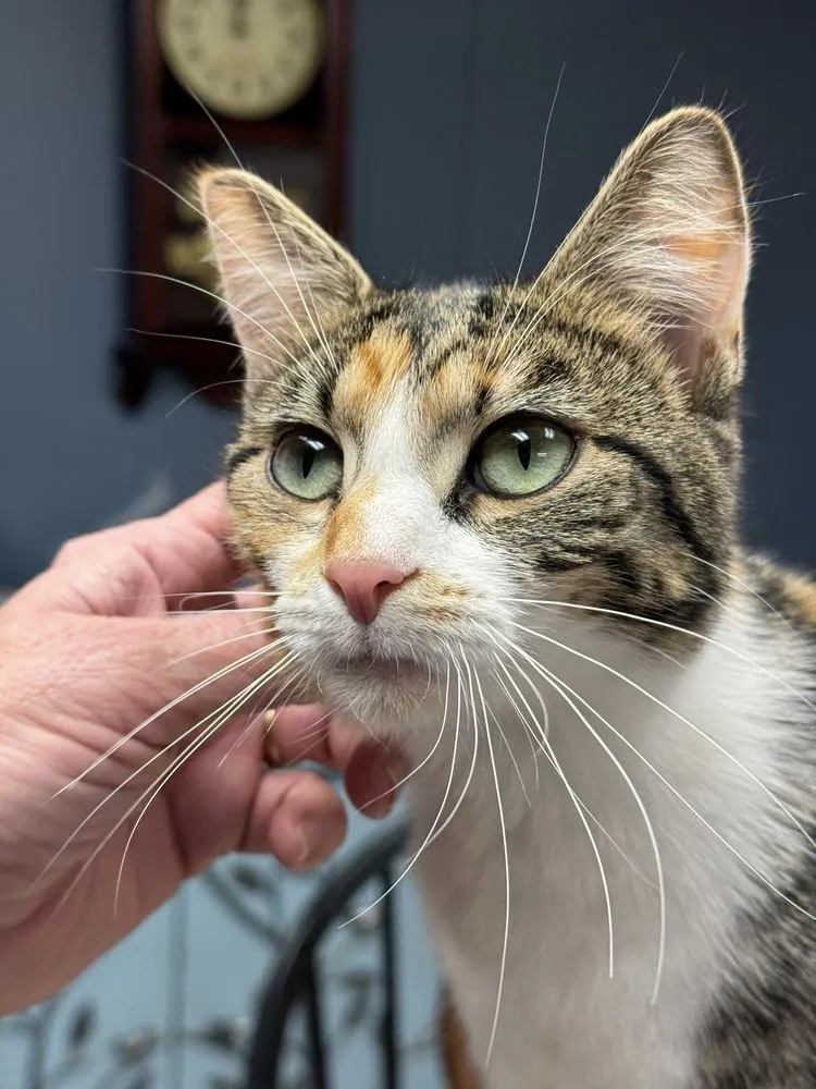 Reliable garden landscaping for outdoor upgrades across Avon, IN - Avon Gardens