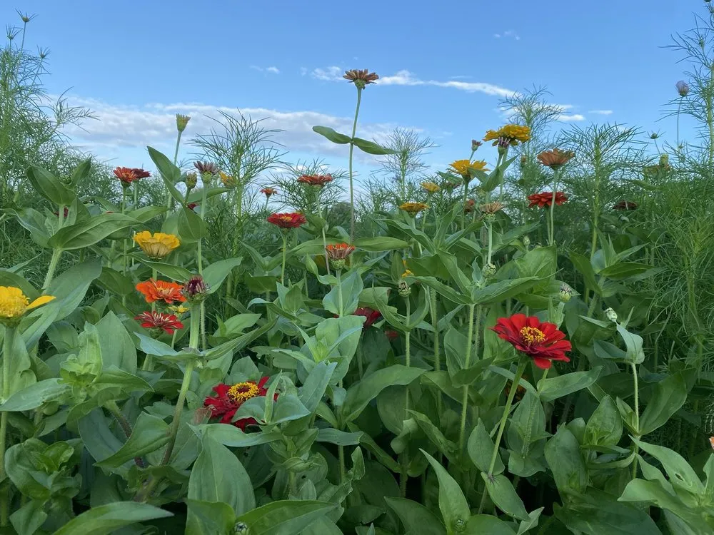 Professional yard cleanup service experts serving Avon, IN - Avon Gardens