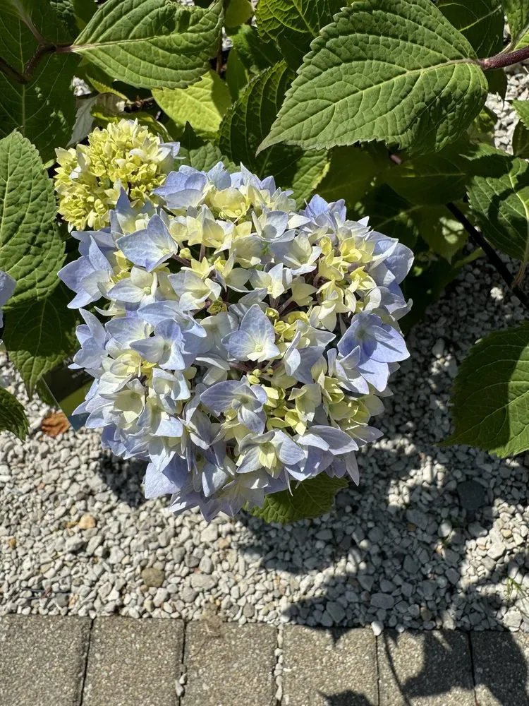 Trusted outdoor landscaping for year-round maintenance in Avon, IN by Avon Gardens