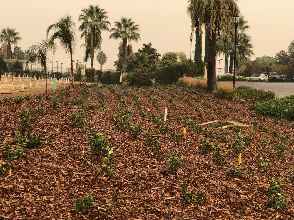 Affordable yard maintenance in Fresno, CA by Avr Lawns Service