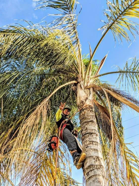 Professional residential landscaping for homes across Fresno, CA - Avr Lawns Service