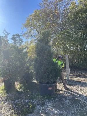 AVR Tree Services & Landscaping Logo