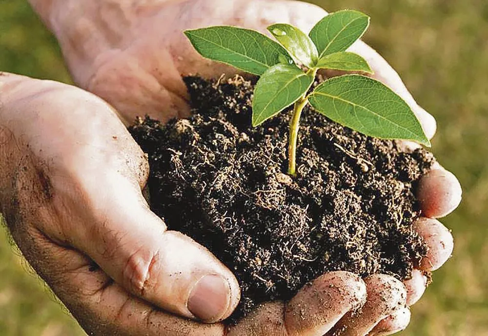 Trusted landscaping services experts serving Manor, TX - Avx & Zumba