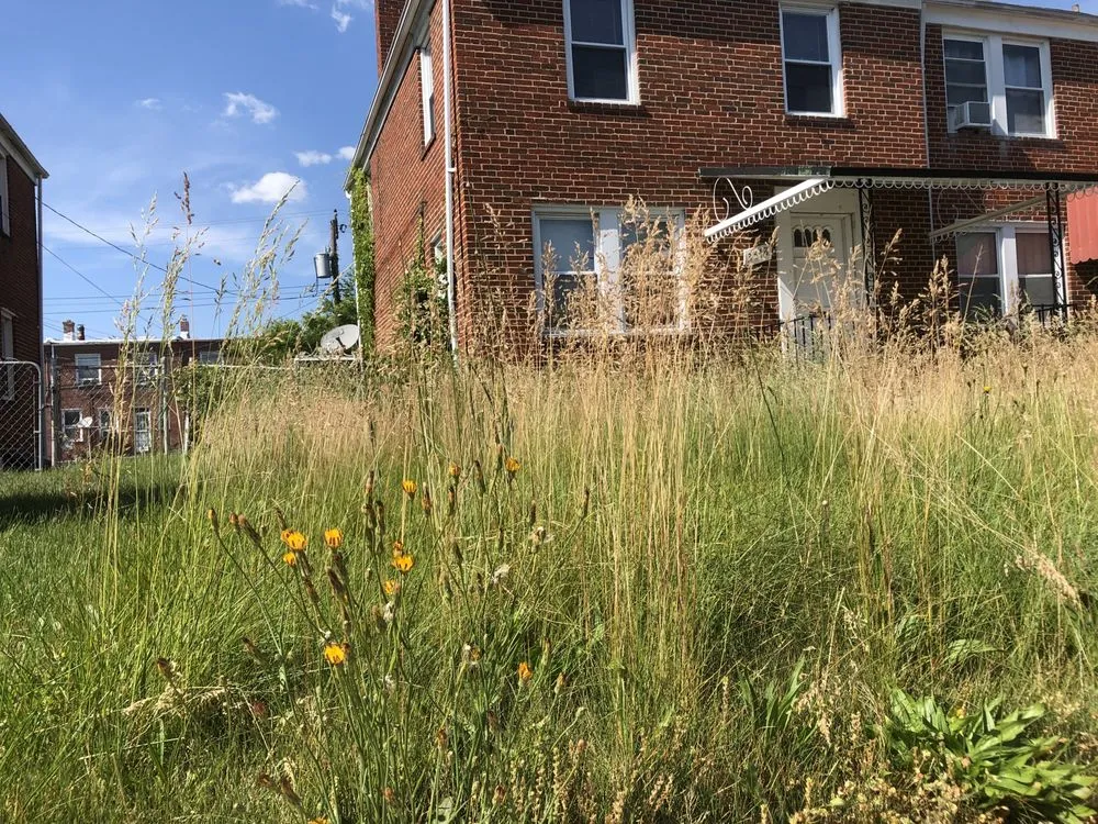 Expert yard maintenance for year-round maintenance in Baltimore, MD by Aw Cleaning and Landscaping