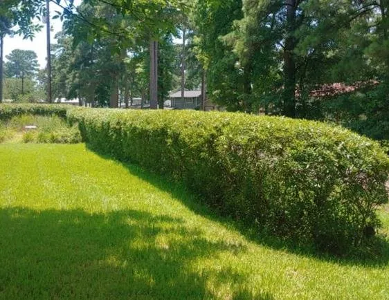 Affordable yard maintenance experts serving Jefferson, TX - A&W Lawn & Landscaping