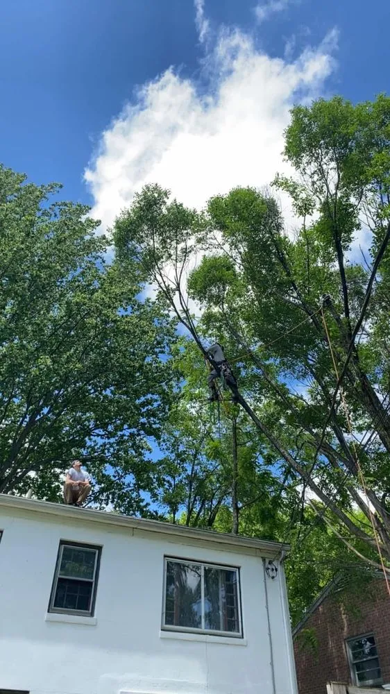 Professional yard cleanup service experts serving Waynesboro, PA - A&W Tree And Lawn