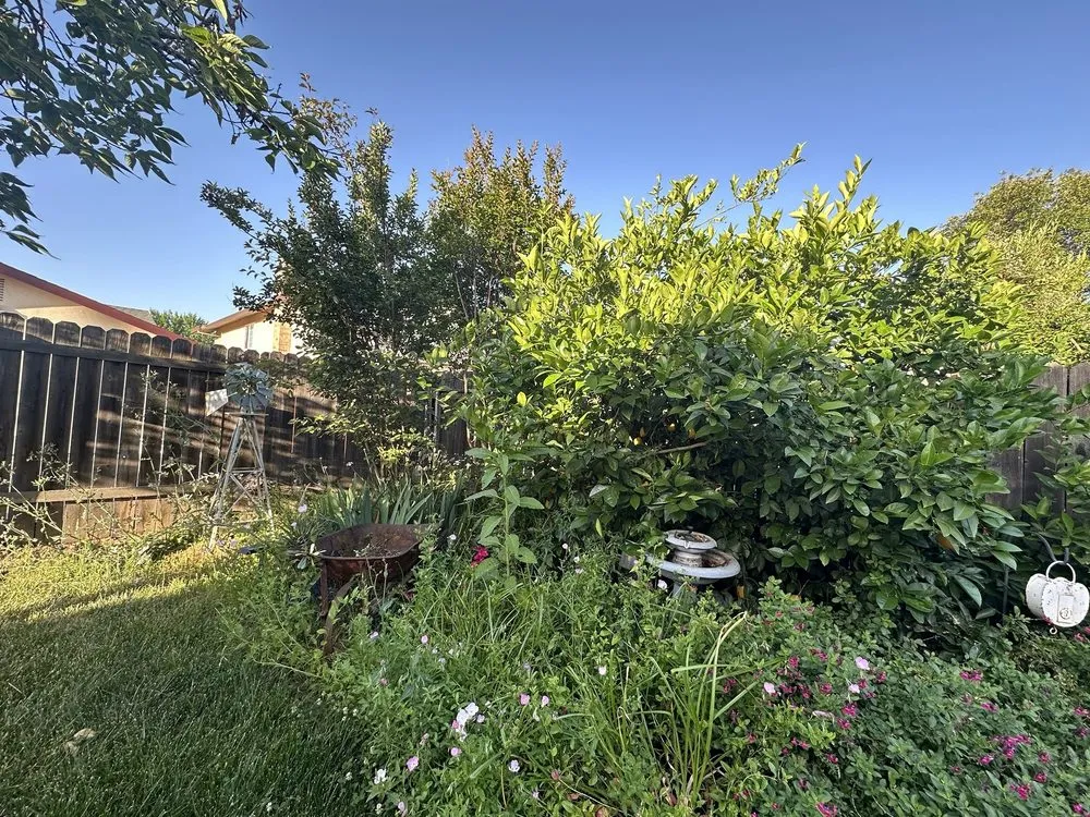 Local landscape design in Sacramento, CA by Awaken Landscapes