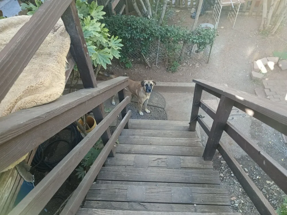Custom yard maintenance in Auburn, CA - Awesome Landscaping