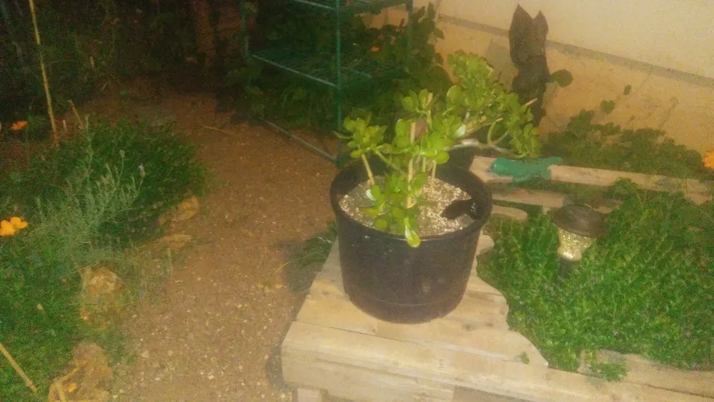 Trusted garden landscaping in Auburn, CA - Awesome Landscaping