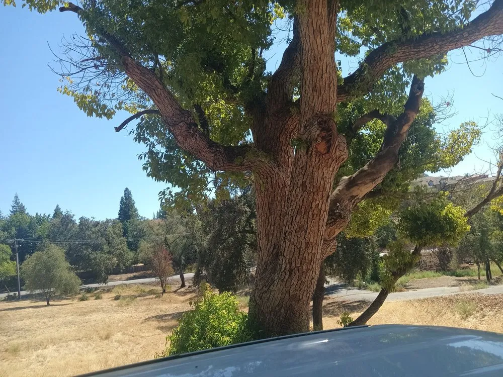 Local residential landscaping for homes in Auburn, CA by Awesome Landscaping