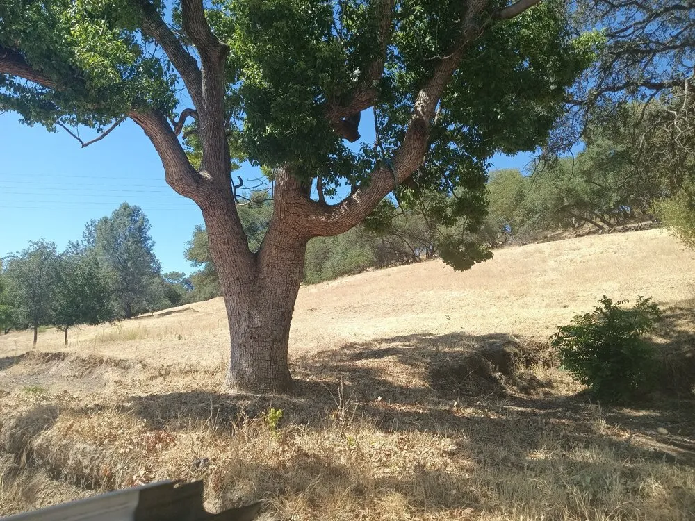 Custom yard maintenance in Auburn, CA by Awesome Landscaping