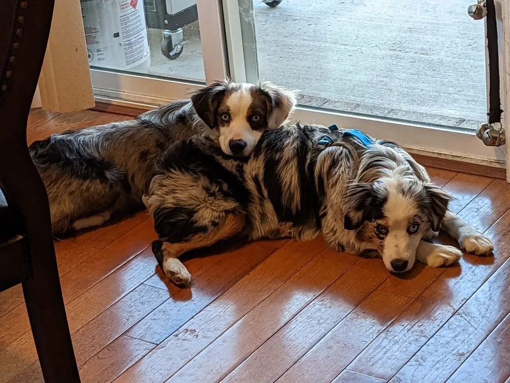 Top-rated landscape design experts serving Littleton, CO - AwwCrap! Pooper Scooper Service