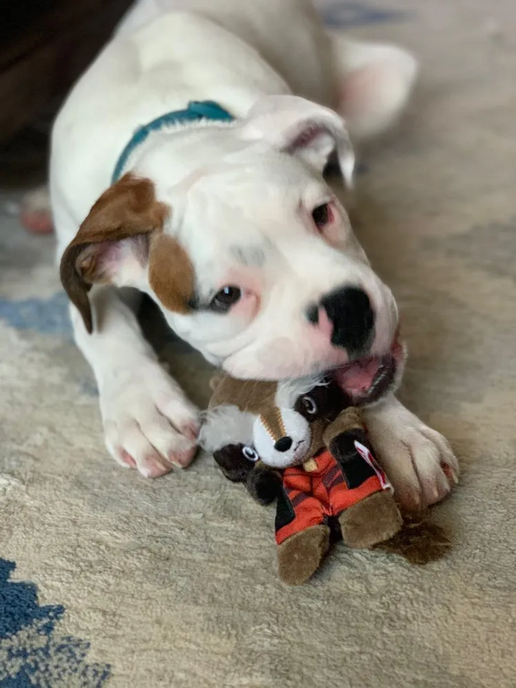 Expert yard maintenance in Littleton, CO - AwwCrap! Pooper Scooper Service