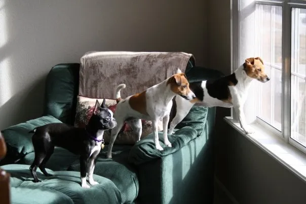 Affordable residential landscaping in Littleton, CO - AwwCrap! Pooper Scooper Service