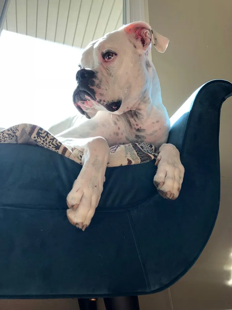 Trusted lawn care service in Littleton, CO by AwwCrap! Pooper Scooper Service