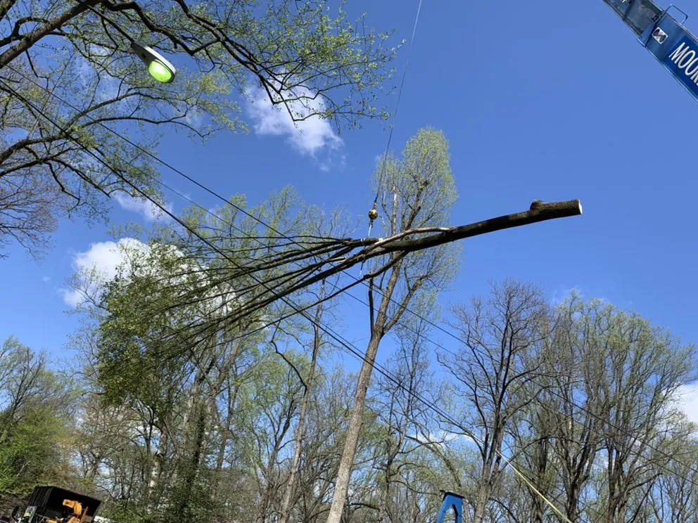 Trusted yard cleanup service for year-round maintenance in Falls Church, VA by Ax Tree Services