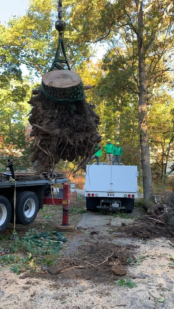 Local yard maintenance for year-round maintenance across Falls Church, VA - Ax Tree Services