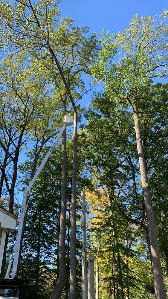 Expert landscape design in Falls Church, VA by Ax Tree Services