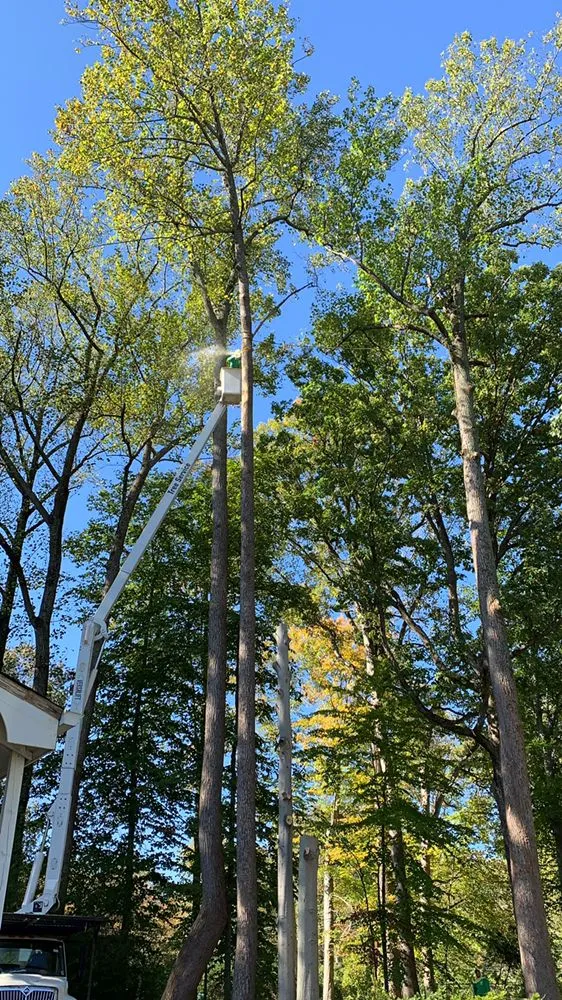 Professional yard maintenance for residential properties across Falls Church, VA - Ax Tree Services
