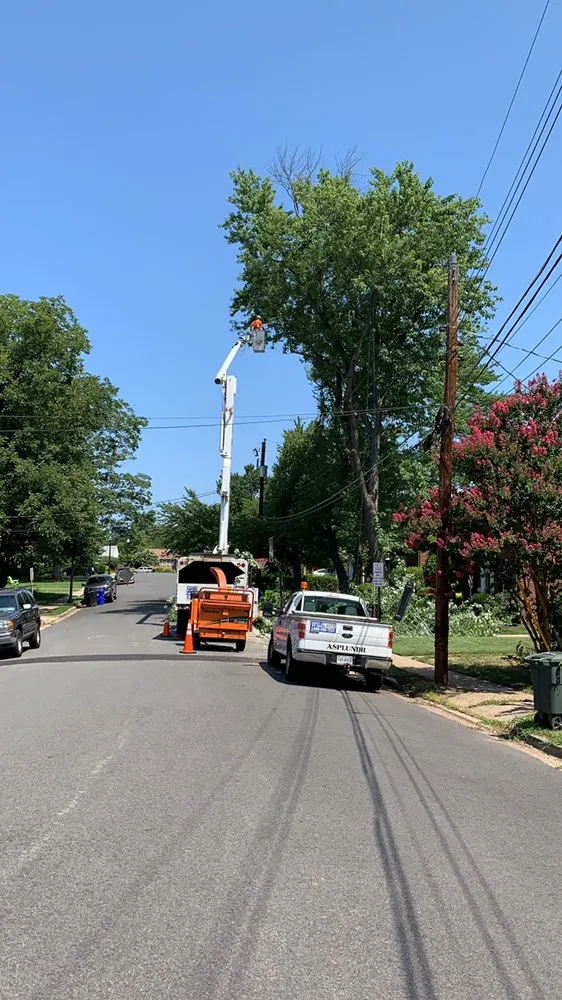 Custom landscape design in Falls Church, VA by Ax Tree Services