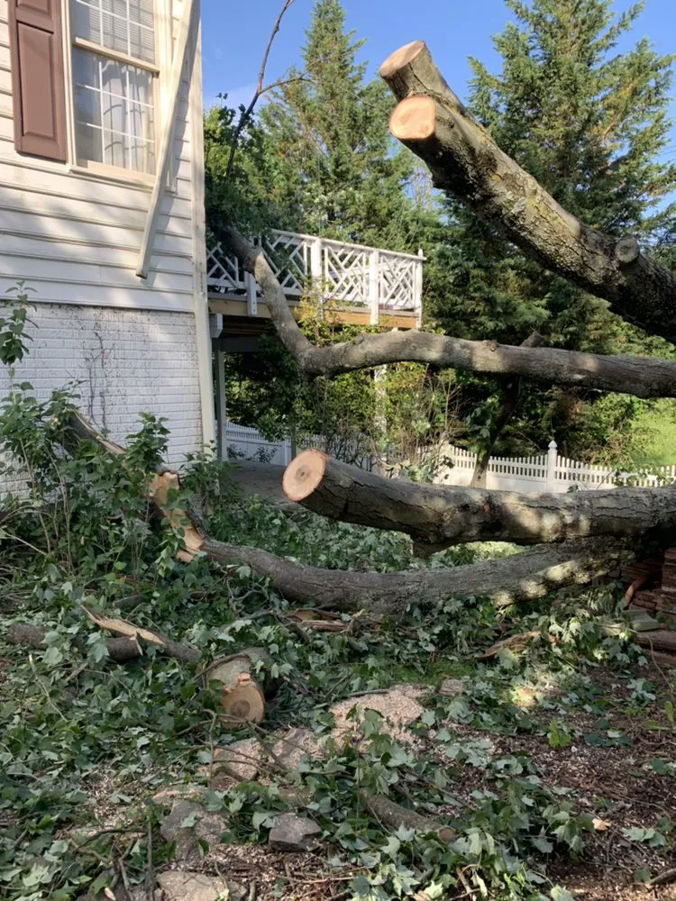 Professional landscape installation in Falls Church, VA by Ax Tree Services