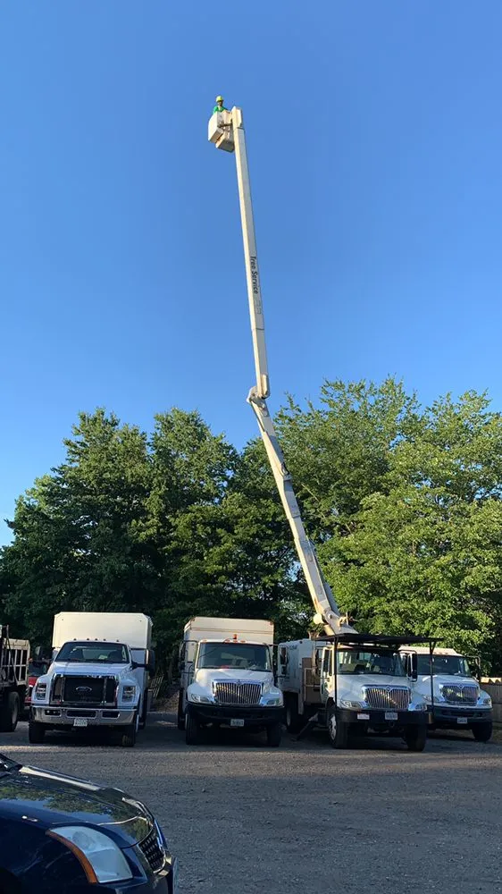 Reliable landscape design for beautiful yards in Falls Church, VA by Ax Tree Services