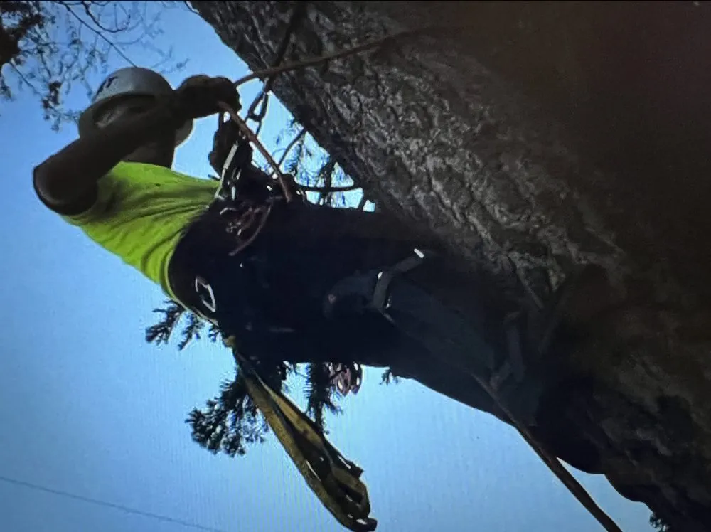 Affordable landscaping services experts serving Mariposa, CA - Axe Works