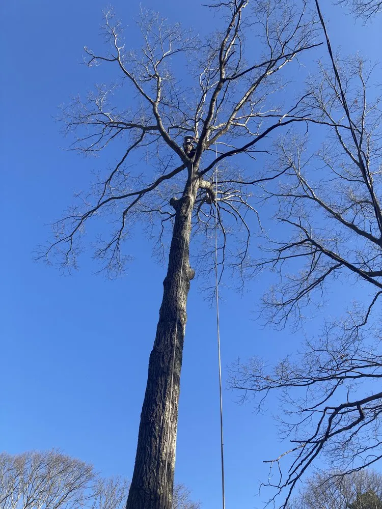 Expert landscape design experts serving Mastic, NY - Axel Tree Trimming