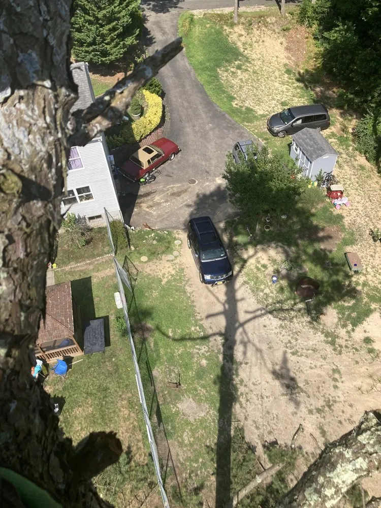 Expert yard cleanup service in Mastic, NY by Axel Tree Trimming