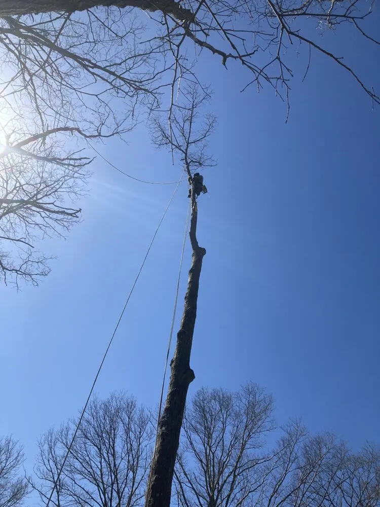 Expert landscape design experts serving Mastic, NY - Axel Tree Trimming