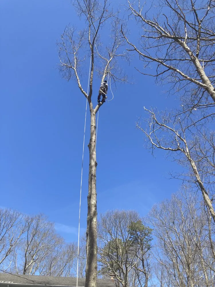 Affordable landscape installation in Mastic, NY by Axel Tree Trimming