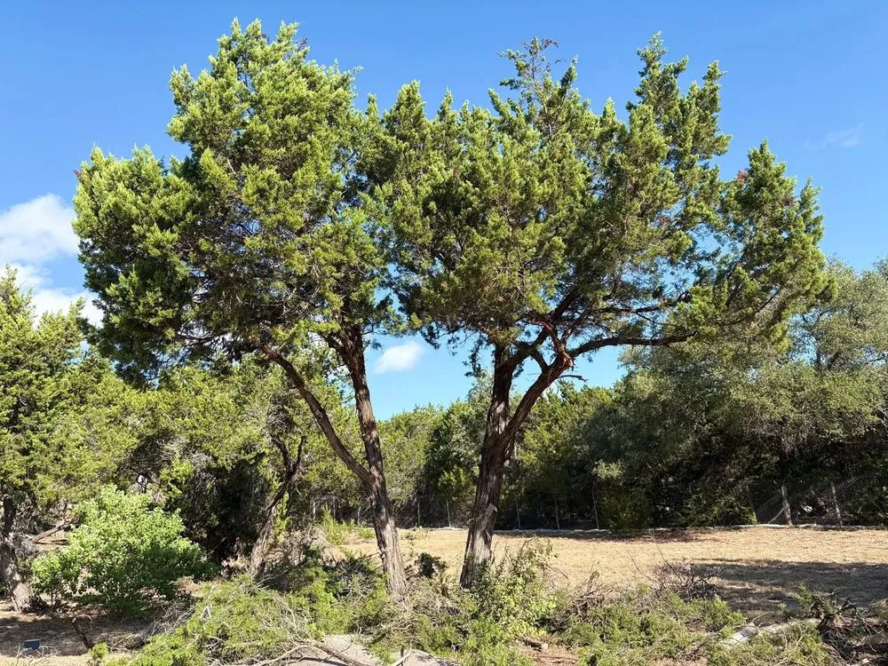 Custom landscaping services in Del Valle, TX by Axel’s Landscape & Junk Removal