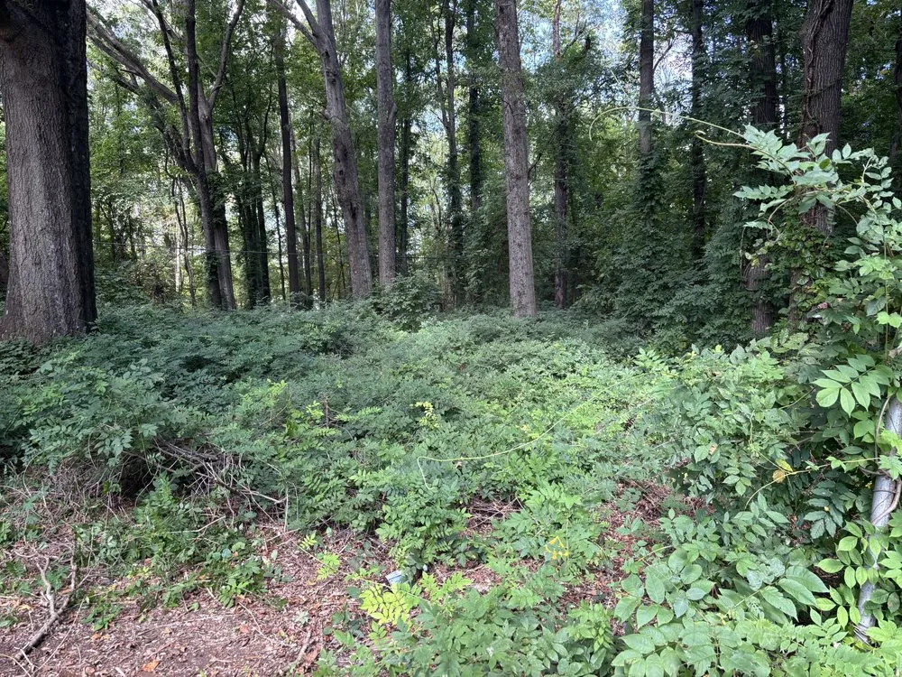 Top-rated yard maintenance in Burlington, NC by Axes N Action