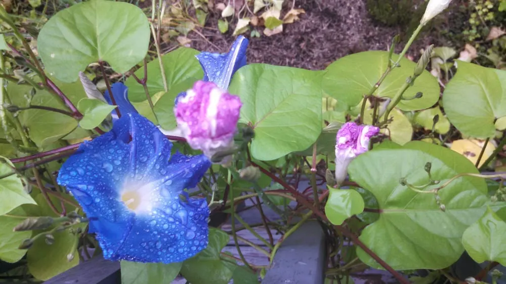 Reliable landscape installation for residential properties in Northampton, MA by Axiom Landscape & Home Improvement