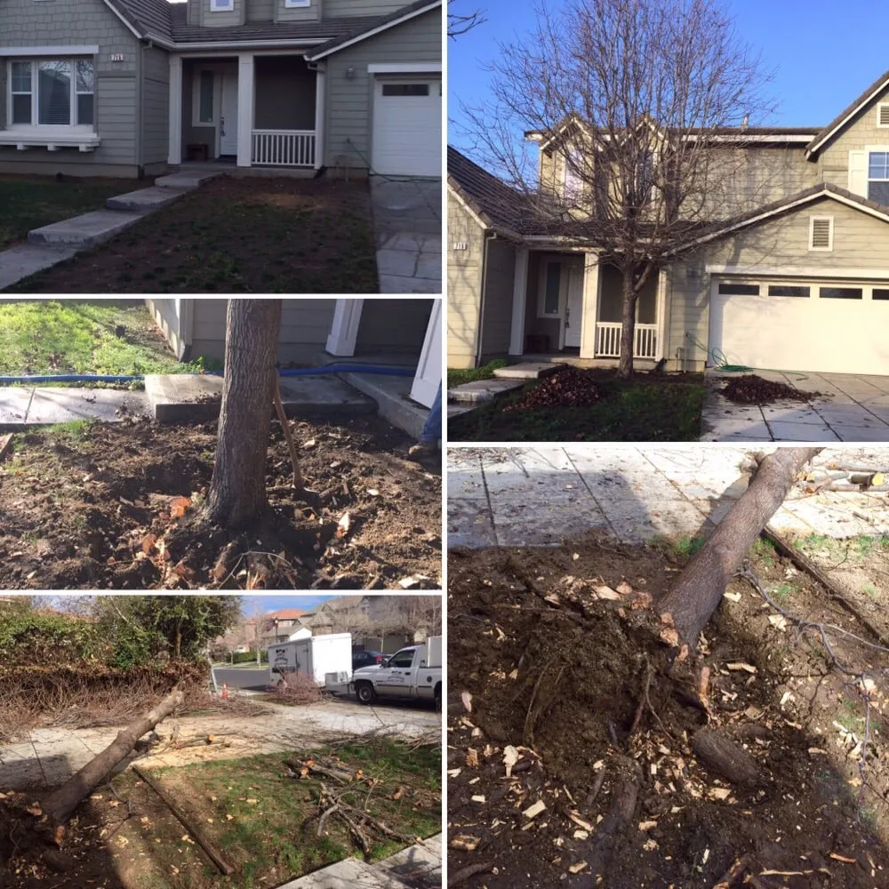 Expert lawn care service in Manteca, CA - Ayala Gardening