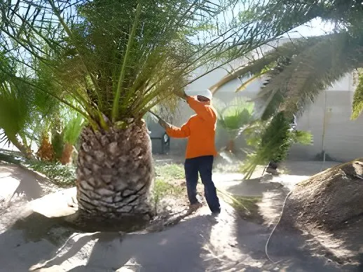 Affordable garden landscaping near you across Menifee, CA - Ayala Landscaping