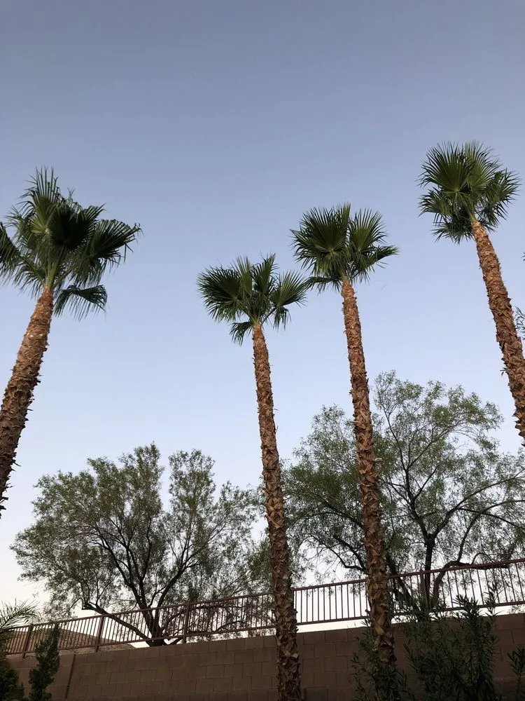 Expert lawn mowing service for year-round maintenance in North Las Vegas, NV by Ayala Landscaping