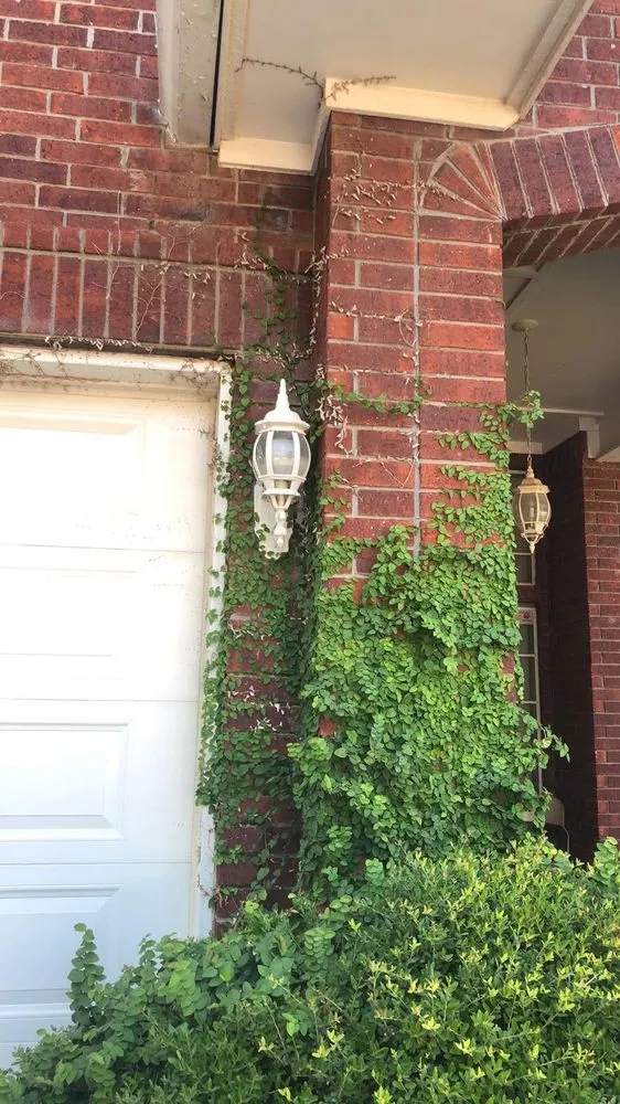 Reliable landscape design near you in Mission, TX by Ayala Lawn & Home Services