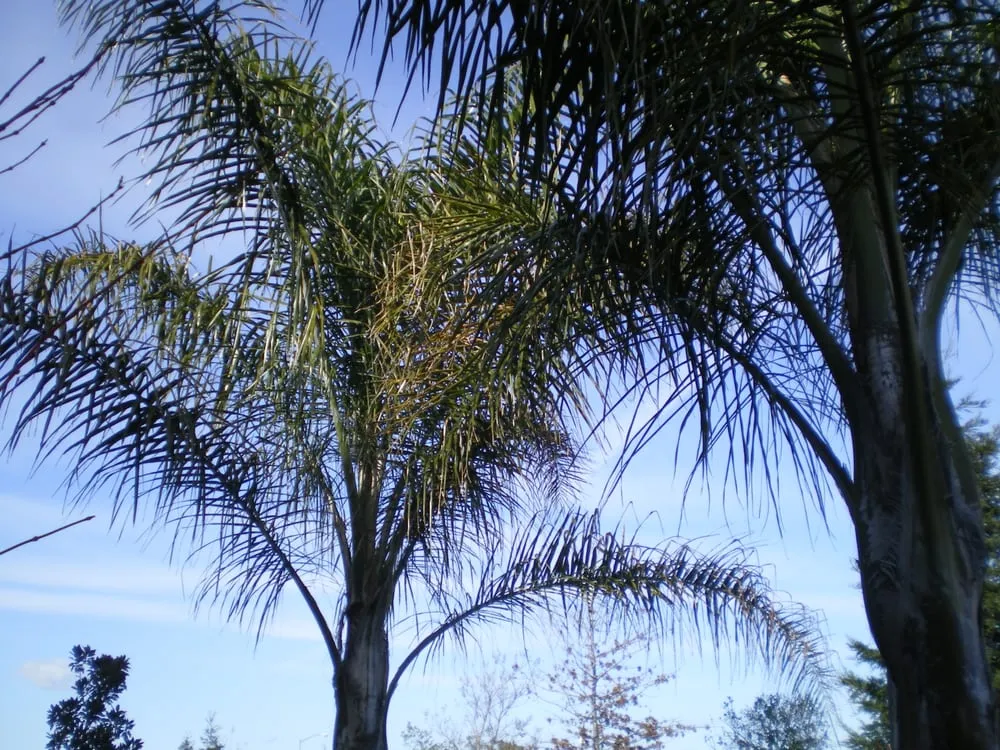 Professional lawn mowing service for year-round maintenance in Vacaville, CA by Ayala Western Panoramics