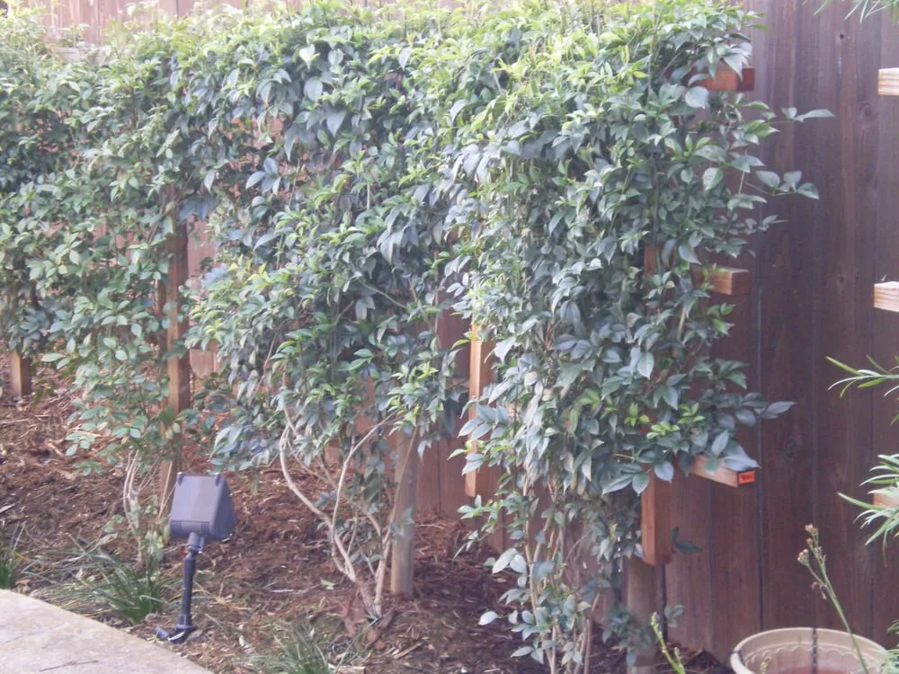 Top-rated lawn care service for residential properties across Vacaville, CA - Ayala Western Panoramics