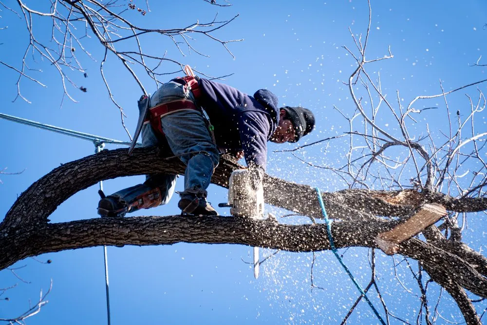 Professional lawn care service for outdoor upgrades in Dallas, TX by Ayala's Landscaping & Tree Service