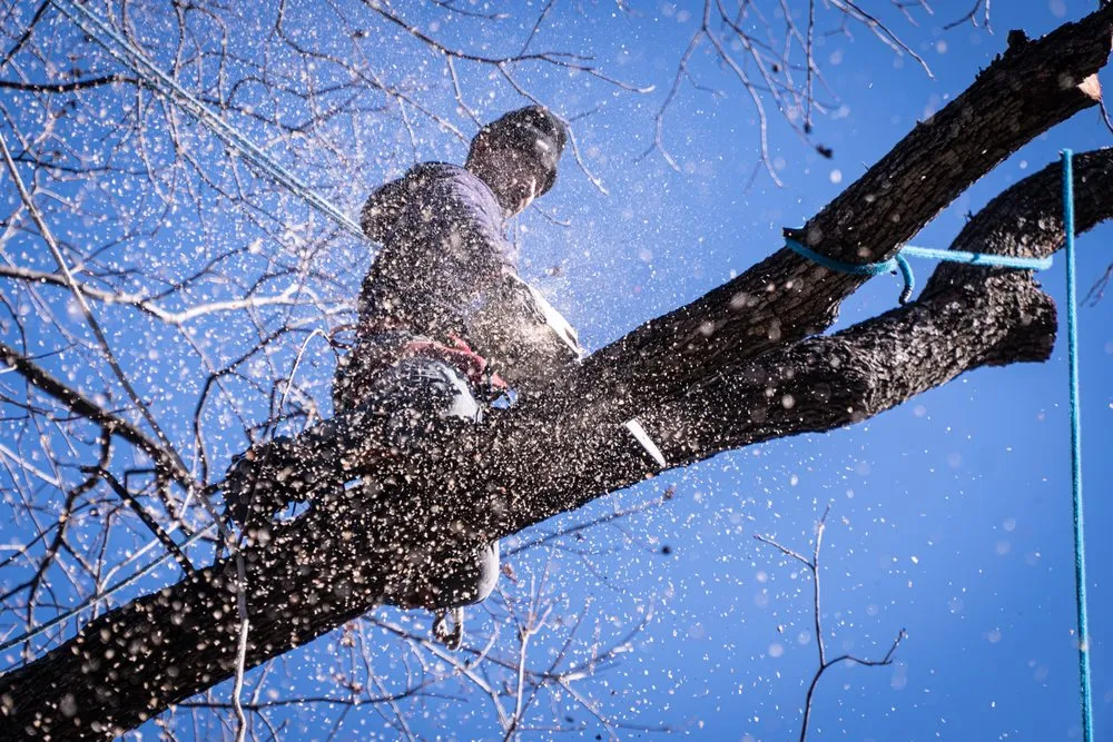 Reliable lawn care service in Dallas, TX by Ayala's Landscaping & Tree Service