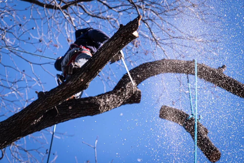 Top-rated yard maintenance in Dallas, TX - Ayala's Landscaping & Tree Service