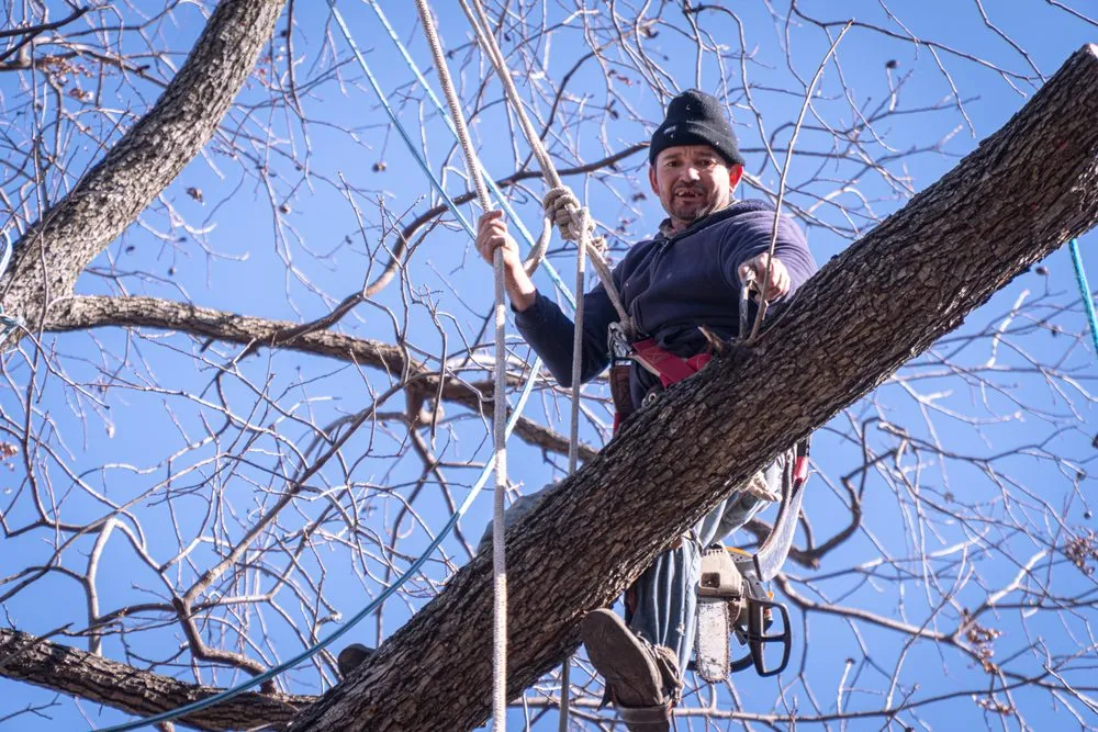 Expert garden landscaping experts serving Dallas, TX - Ayala's Landscaping & Tree Service