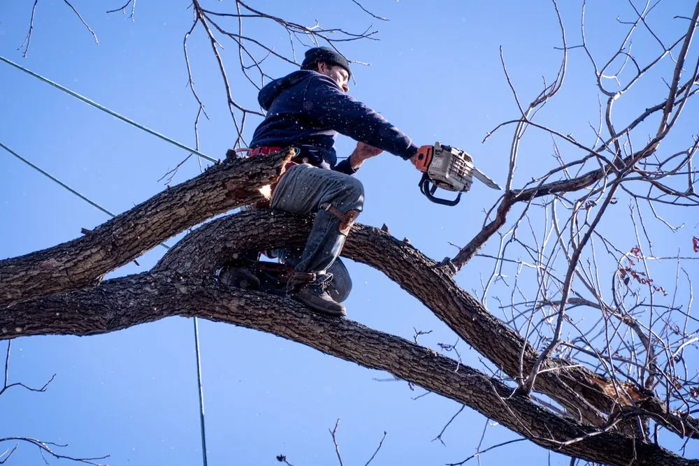 Expert landscape design experts serving Dallas, TX - Ayala's Landscaping & Tree Service