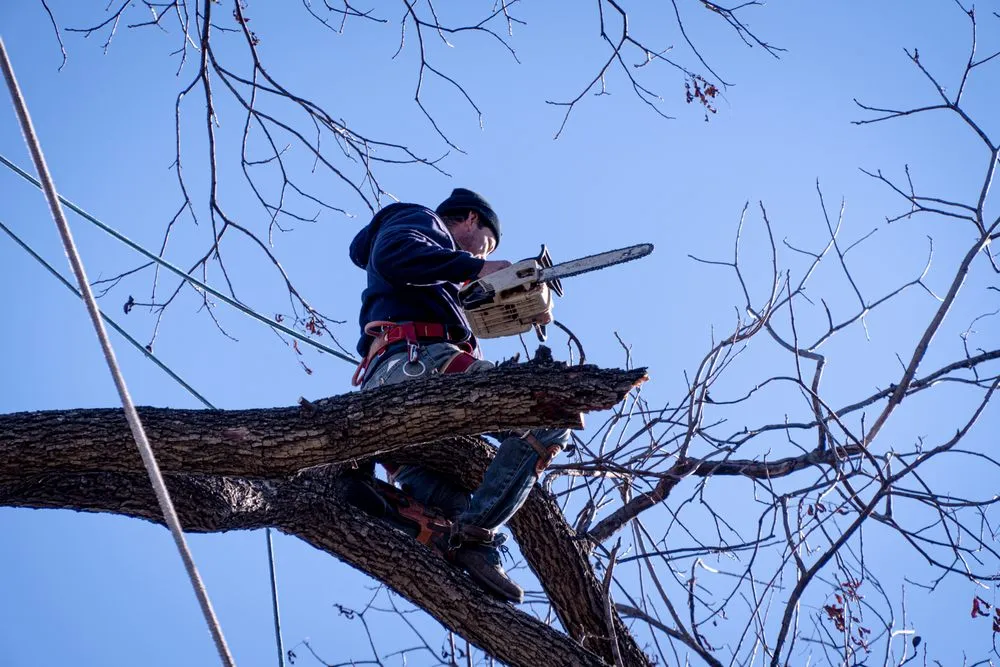 Trusted landscape design in Dallas, TX by Ayala's Landscaping & Tree Service
