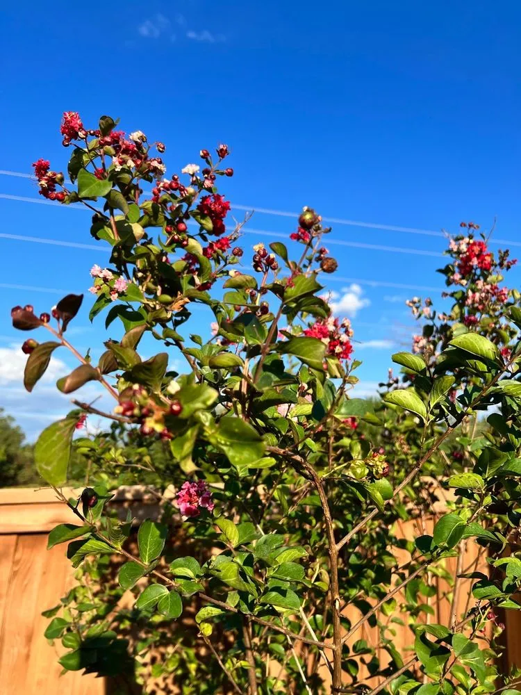 Professional landscape installation in Edmond, OK by Aynes Enterprises