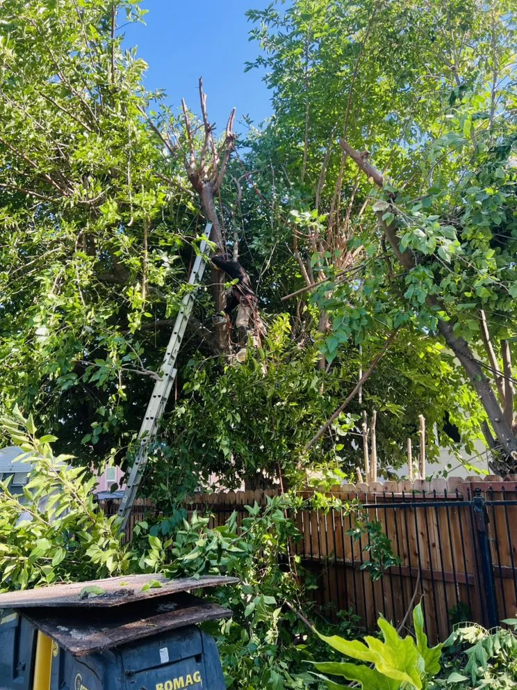 Expert landscape design in Newark, CA by Ayon Landscaping