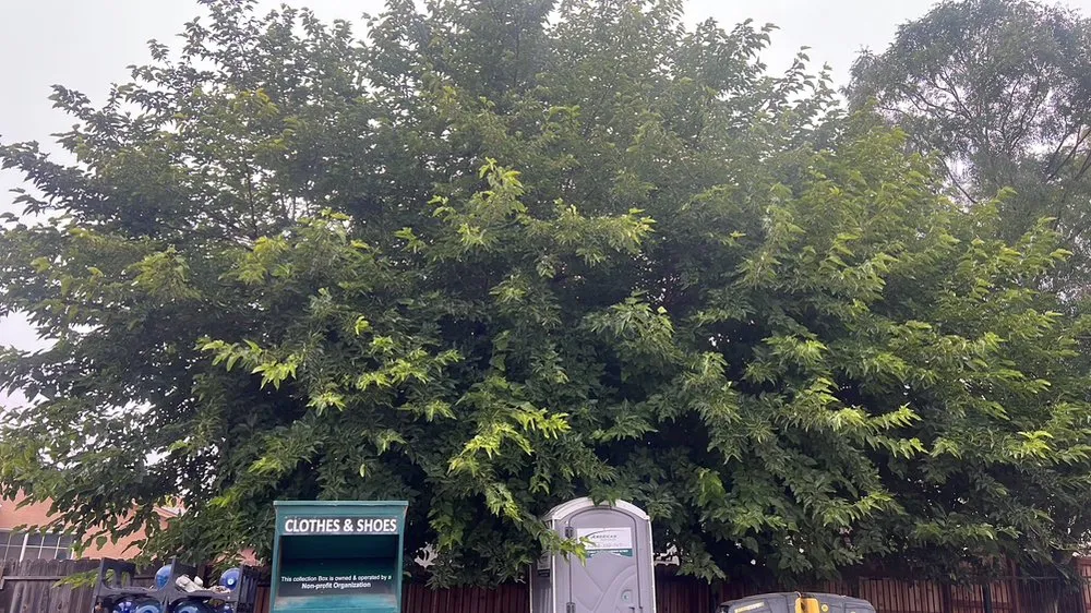 Custom landscape installation near you in Newark, CA by Ayon Landscaping